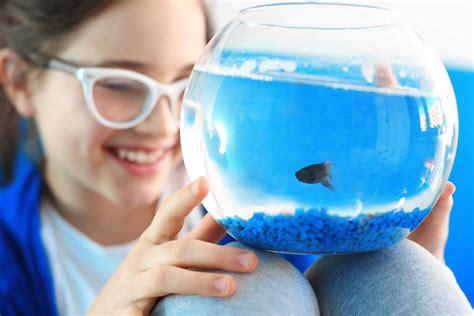 kids fish tank|12 Best Fish Tank For Kids 2024 .